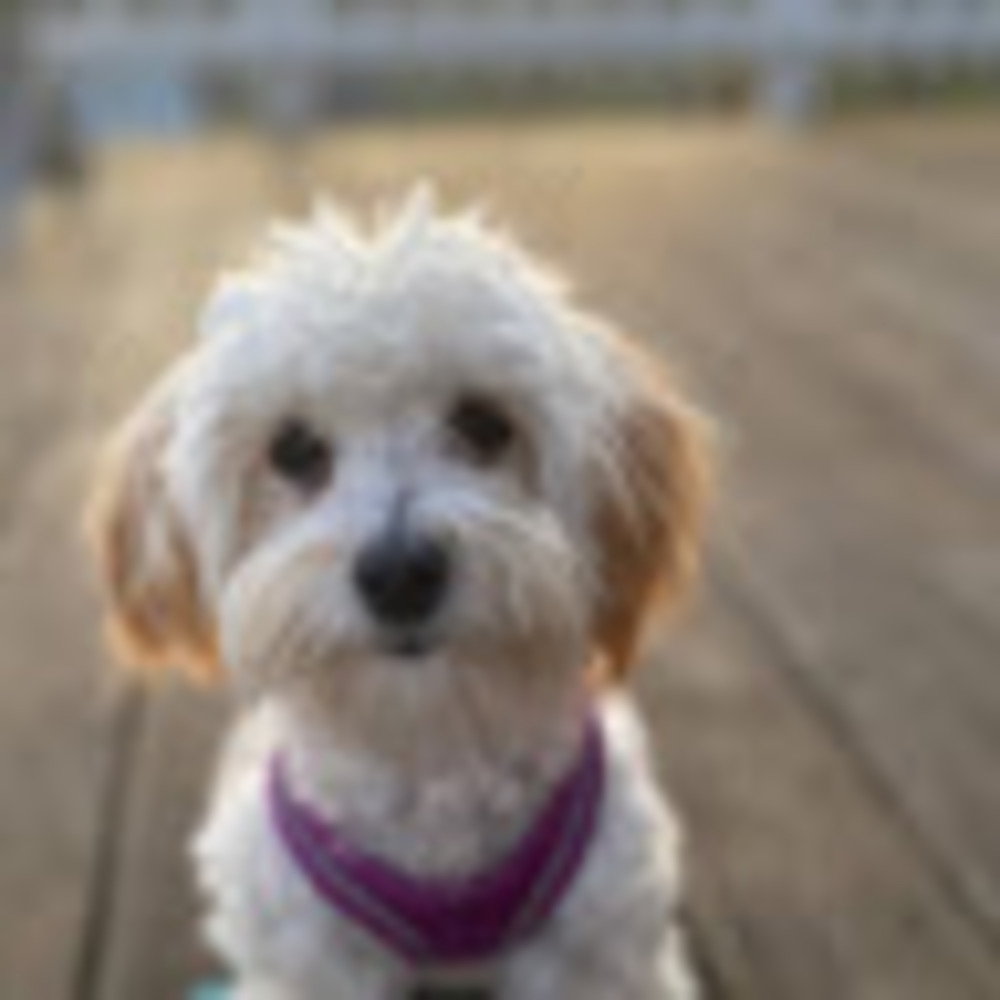 Meet your Posher, Kaya